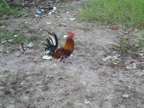 Another rooster.
