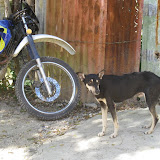 A local dog at the school.