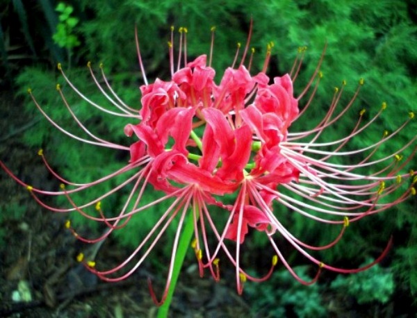 [spiderlily[2].jpg]