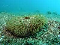 buceo (127).JPG