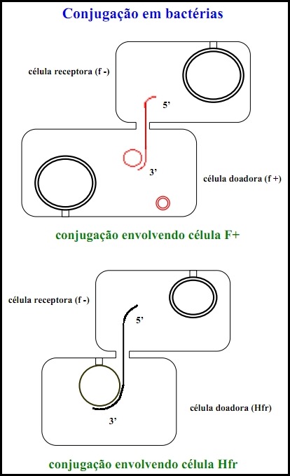 conjugação