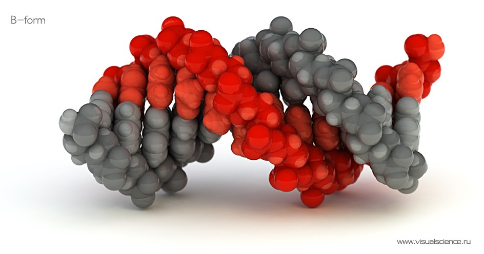 [DNA-B-form-image[4].jpg]