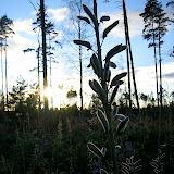 IMG_6358.JPG