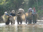 TDM-10-Laos-LuangPrabang-kayak-Elephant-78.jpg