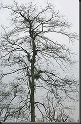 220px-Harra_(Terminalia_chebula)_leafless_tree_at_23_Mile,_Duars,_WB_W_IMG_5905