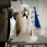 Oakland County Kennel Club, January 24, 2010