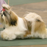 Toledo Kennel Club, May 31, 2003