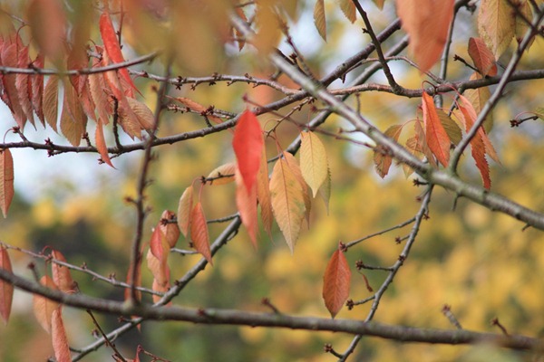 bIMG_0086