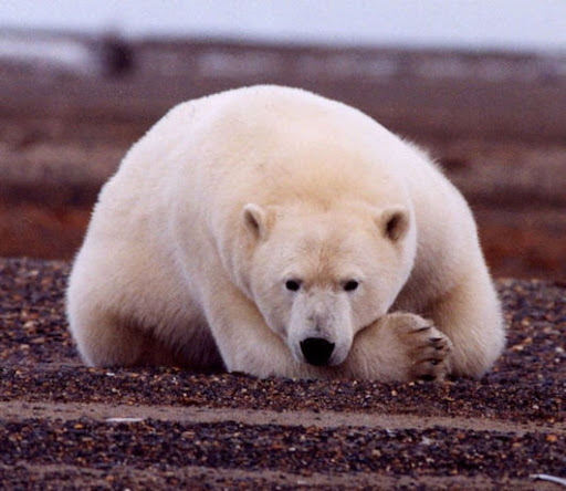 bipolar bear
