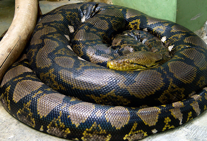 python reticulatus, foto: mariluna
