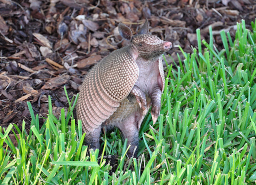 gordeldier, nine-banded armadillo, foto vlad lazarenko
