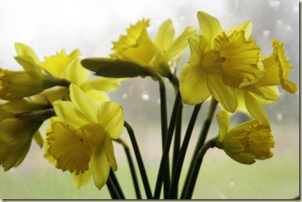 Daffodils 1
