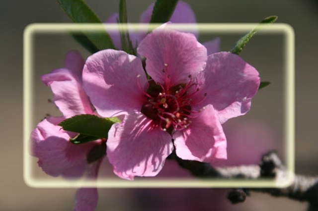 [PeachBlossom blk[4].jpg]