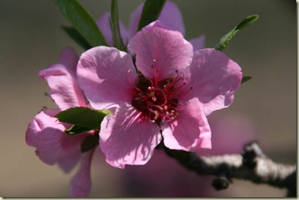 PeachBlossom