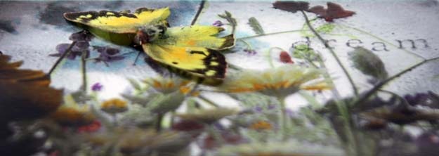 [dream butterfly closeup[4].jpg]