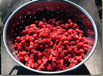 raspberries strainer