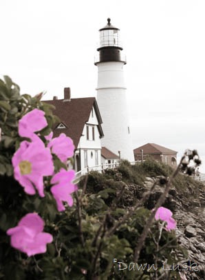[LighthouseFlowers[8].jpg]