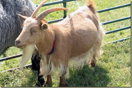 goat1