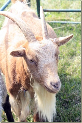 goat2 goat2