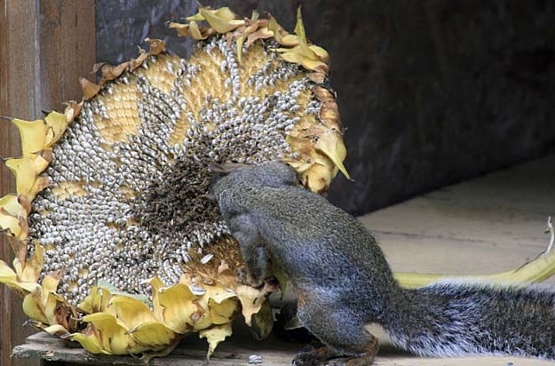 [sunflower squirrel6[4].jpg]