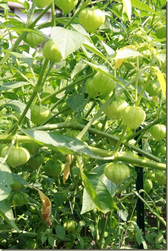 Tomatillos 2010