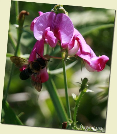 Don'tWorryBee1 Don'tWorryBee1