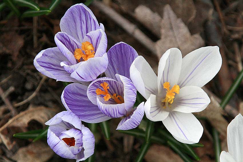 [crocus 2[7].jpg]