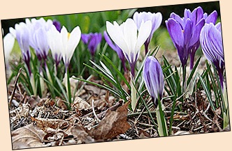 crocus