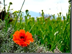 IMG_0209 IMG_0209