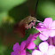 Hummingbird Moth