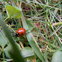 Ladybug