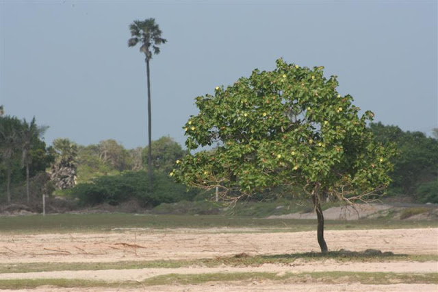 The tree that projected the eclipse for us.