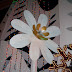 SDC10111.JPG
