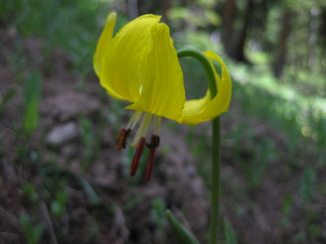 [west elk backpacking 062[2].jpg]