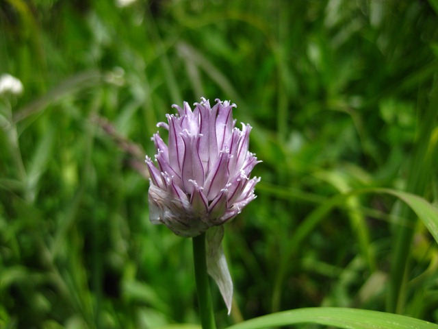 [glacierg1062.jpg]