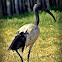 Black-headed Ibis