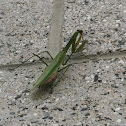 Praying Mantis