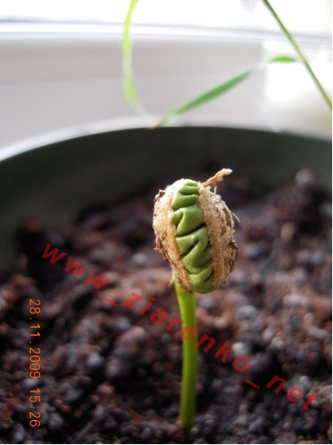 kawa arabska coffea arabica