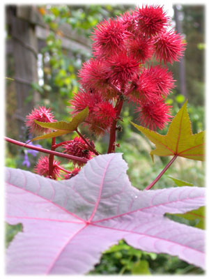 Anty kret, R�cznik (Ricinus communis)