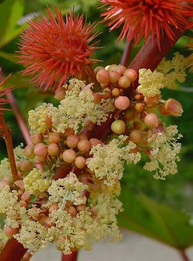 Anty kret, R�cznik (Ricinus communis)