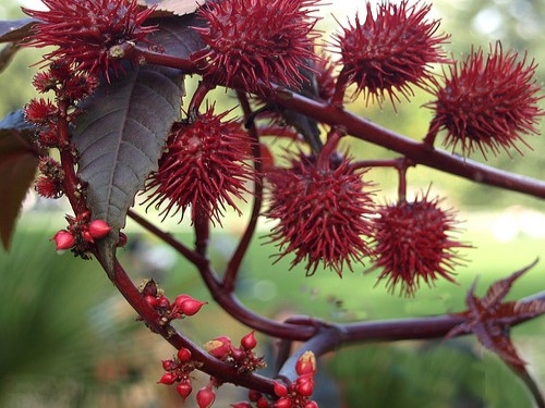 Anty kret, R�cznik (Ricinus communis)
