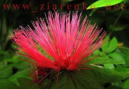 Albizia julibrissin jedwabne drzewo