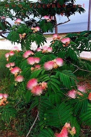 Albizia julibrissin jedwabne drzewo