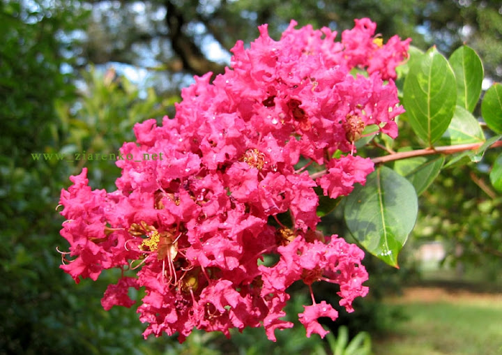 Lagerstroemia indica bez południa