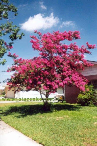 Lagerstroemia indica bez południa