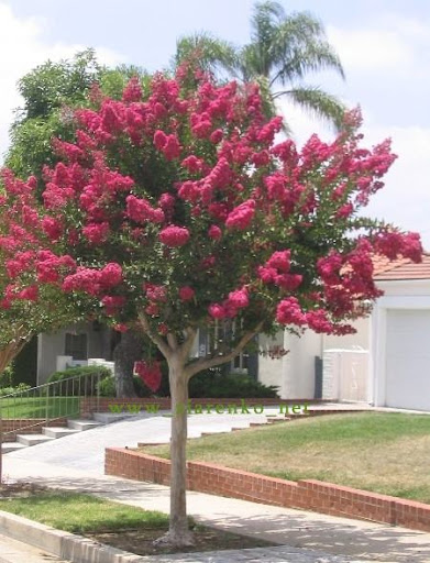 Lagerstroemia indica bez południa
