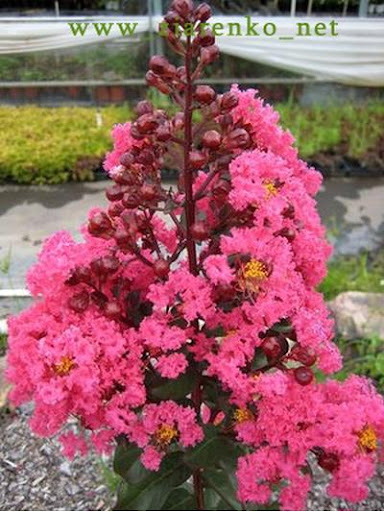 Lagerstroemia indica bez południa