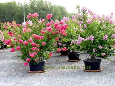Lagerstroemia indica bez południa