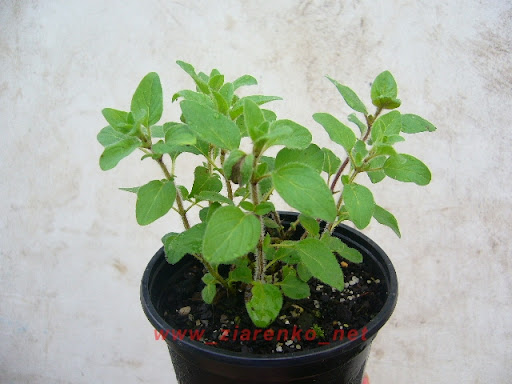 oregano