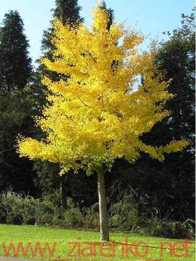 Miłorząb dwuklapowy (Ginkgo biloba)